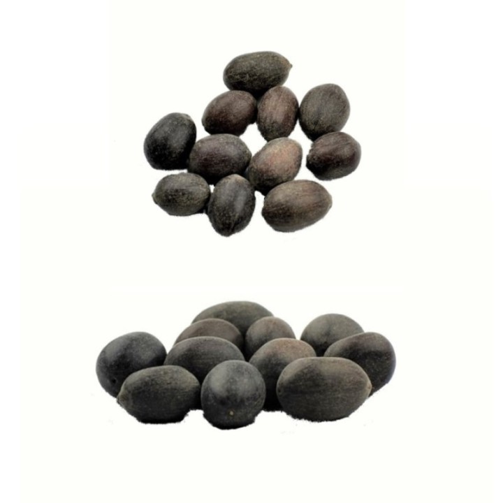 Satvik Natural Raw Kamal Gatta (Lotus Seeds) for Prayers 11 Pcs