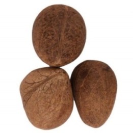Satvik Dry Whole Coconut (Uncut, Non Edible) for Puja, Prayer & Hawan