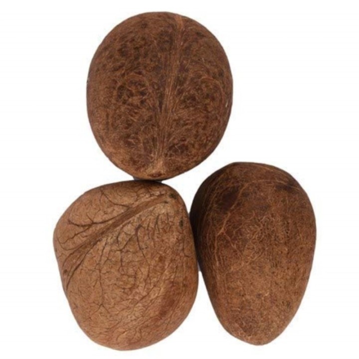 Satvik Dry Whole Coconut (Uncut, Non Edible) for Puja, Prayer & Hawan