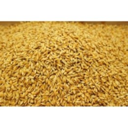 Satvik Chawal Ke Dhan Ke Beej, Vadlu (Rice Paddy Seeds) Pooja Dhan