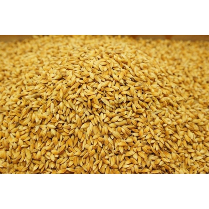 Satvik Chawal Ke Dhan Ke Beej, Vadlu (Rice Paddy Seeds) Pooja Dhan
