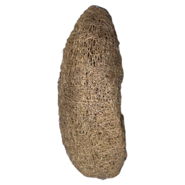 Natural Loofah from Bottle Gourd (Vegetable Luffa) 100% Organic Bath