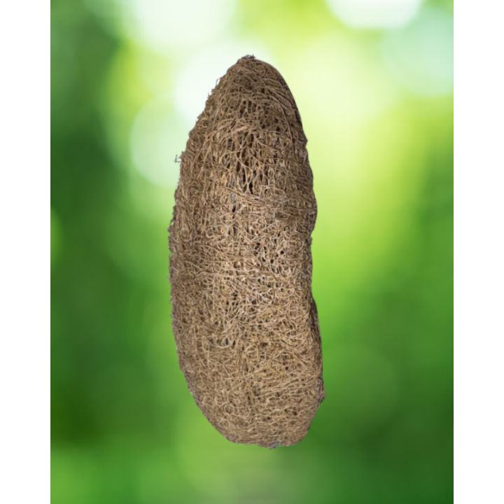 Natural Loofah from Bottle Gourd (Vegetable Luffa) 100% Organic Bath