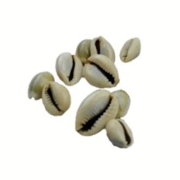 Satvik Spiritual Kaudi Conch (Shell/sacred Shankh), of 22 Pcs