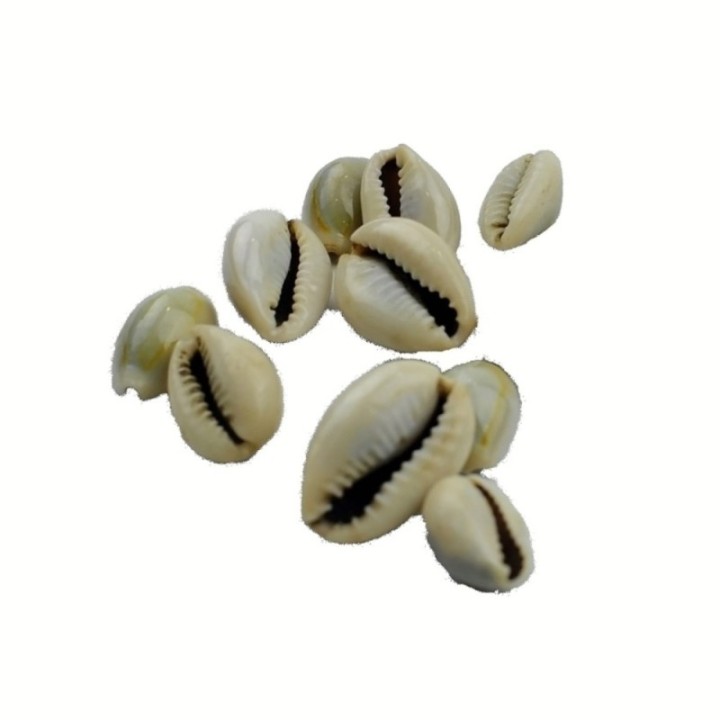 Satvik Spiritual Kaudi Conch (Shell/sacred Shankh), of 22 Pcs